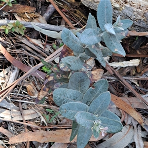 Eucalyptus globulus subsp. bicostata (Southern Blue Gum, Eurabbie) at Watson, ACT - 22 Sep 2025 by abread111