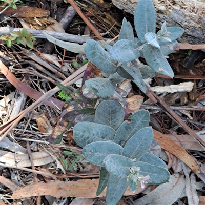 Eucalyptus globulus subsp. bicostata (Southern Blue Gum, Eurabbie) at Watson, ACT - 22 Sep 2025 by abread111