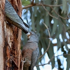 Callocephalon fimbriatum (Gang-gang Cockatoo) at Hughes, ACT - 4 Sep 2025 by LisaH