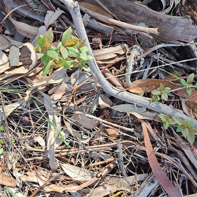 Unverified Plant at Watson, ACT - 22 Sep 2025 by abread111