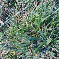 Nassella neesiana (Chilean Needlegrass) at Watson, ACT - 22 Sep 2025 by abread111