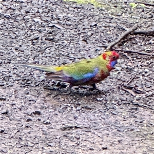 Platycercus elegans (Crimson Rosella) at Mount Dandenong, VIC - 22 Sep 2025 by Hejor1