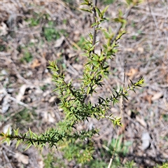 Leptospermum continentale (Prickly Teatree) at Watson, ACT - 22 Sep 2025 by abread111