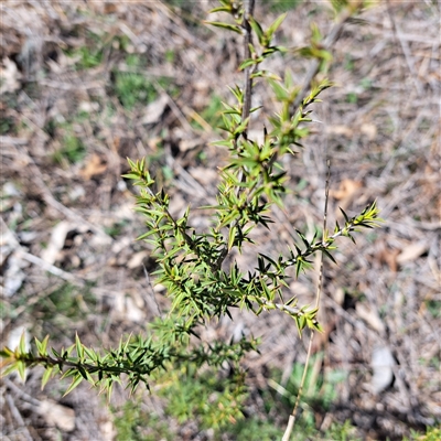 Leptospermum continentale (Prickly Teatree) at Watson, ACT - 22 Sep 2025 by abread111