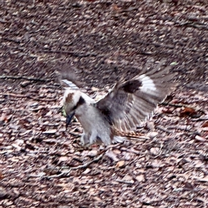 Dacelo novaeguineae (Laughing Kookaburra) at Olinda, VIC - 22 Sep 2025 by Hejor1