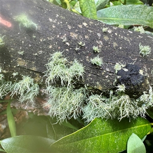 Usnea sp. (genus) (Bearded lichen) at Olinda, VIC - 22 Sep 2025 by Hejor1