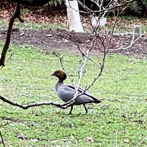 Chenonetta jubata (Australian Wood Duck) at Olinda, VIC - 22 Sep 2025 by Hejor1