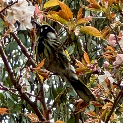 Phylidonyris novaehollandiae (New Holland Honeyeater) at Olinda, VIC - 22 Sep 2025 by Hejor1