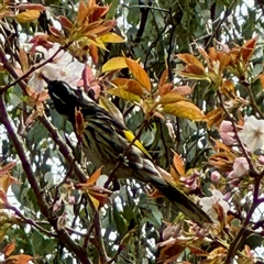Phylidonyris novaehollandiae at Olinda, VIC - 22 Sep 2025 12:10 PM