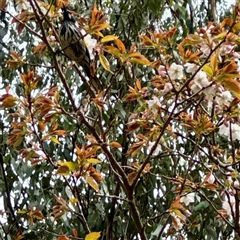 Phylidonyris novaehollandiae at Olinda, VIC - 22 Sep 2025 12:10 PM