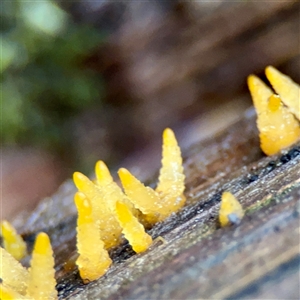Calocera sp. at Mount Dandenong, VIC - 22 Sep 2025 by Hejor1