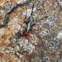 Lissopimpla excelsa (Orchid dupe wasp, Dusky-winged Ichneumonid) at Olinda, VIC - 22 Sep 2025 by Hejor1