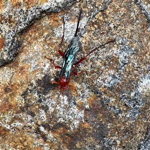 Lissopimpla excelsa (Orchid dupe wasp, Dusky-winged Ichneumonid) at Olinda, VIC - 22 Sep 2025 by Hejor1