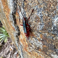 Lissopimpla excelsa at Olinda, VIC - 22 Sep 2025 12:03 PM