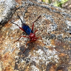 Lissopimpla excelsa at Olinda, VIC - 22 Sep 2025 12:03 PM