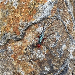 Lissopimpla excelsa at Olinda, VIC - 22 Sep 2025 12:03 PM