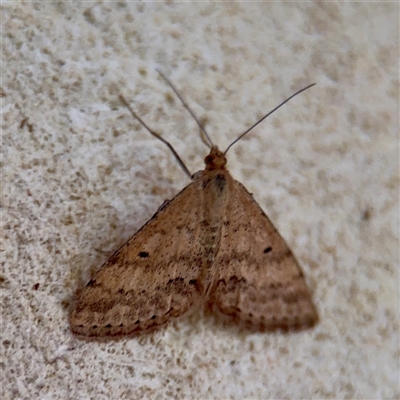 Scopula rubraria (Reddish Wave, Plantain Moth) at Mount Dandenong, VIC - 22 Sep 2025 by Hejor1