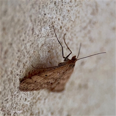 Scopula rubraria at Mount Dandenong, VIC - 22 Sep 2025 04:14 PM