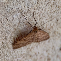 Scopula rubraria at Mount Dandenong, VIC - 22 Sep 2025 04:14 PM