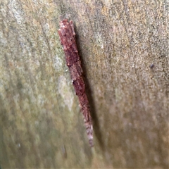 Psychidae (family) IMMATURE (Unidentified case moth or bagworm) at Mount Dandenong, VIC - 22 Sep 2025 by Hejor1