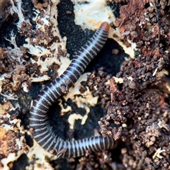 Ommatoiulus moreleti at Mount Dandenong, VIC - 22 Sep 2025 by Hejor1