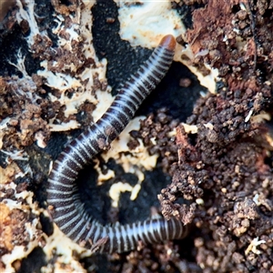 Ommatoiulus moreleti at Mount Dandenong, VIC - 22 Sep 2025 by Hejor1
