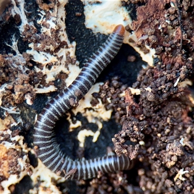 Ommatoiulus moreleti at Mount Dandenong, VIC - 22 Sep 2025 by Hejor1