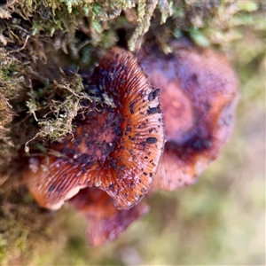 Unverified Cap, gills below, no stem & usually on wood [stemless mushrooms & the like] at Mount Dandenong, VIC - 22 Sep 2025 by Hejor1
