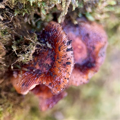 Unverified Cap, gills below, no stem & usually on wood [stemless mushrooms & the like] at Mount Dandenong, VIC - 22 Sep 2025 by Hejor1