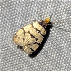 Iphierga (genus) (A case moth) by HelenCross