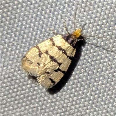 Iphierga (genus) (A case moth) at  - suppressed by HelenCross
