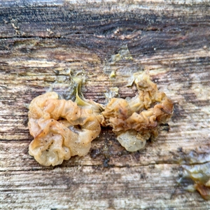 Gelatinous, on wood – genus uncertain at Mount Dandenong, VIC - 22 Sep 2025 by Hejor1