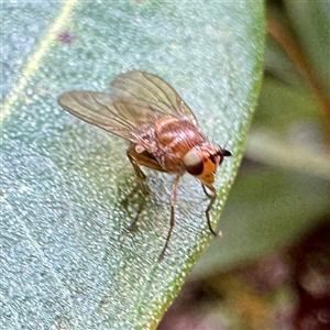 Rhagadolyra magnicornis (Lauxaniid fly) at Olinda, VIC - 22 Sep 2025 by Hejor1