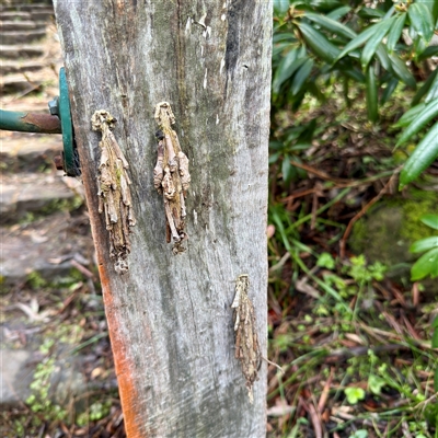 Metura (genus) (A Case moth) at Olinda, VIC - 22 Sep 2025 by Hejor1