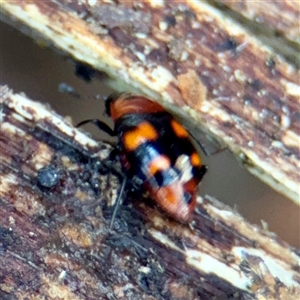 Scaphidium alpicola (A Shining Fungus Beetle) at Mount Dandenong, VIC - 22 Sep 2025 by Hejor1