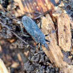 Brachysandalus (genus) (A corsair bug) at Mount Dandenong, VIC - 22 Sep 2025 by Hejor1