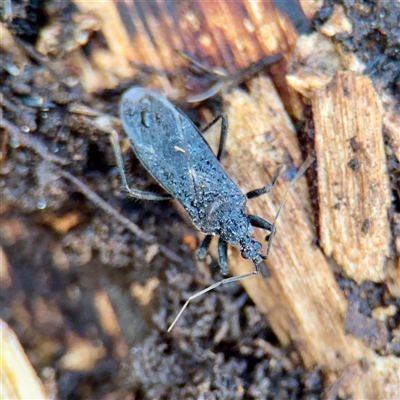 Brachysandalus (genus) (A corsair bug) at Mount Dandenong, VIC - 22 Sep 2025 by Hejor1