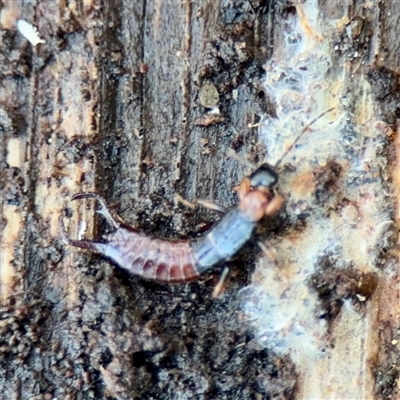 Nesogaster ruficeps at Mount Dandenong, VIC - 22 Sep 2025 by Hejor1