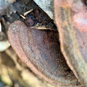 zz Polypore (shelf/hoof-like) at Mount Dandenong, VIC - 22 Sep 2025 by Hejor1