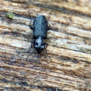 Scopodes sp. (genus) (Predaceous ground beetle) at Mount Dandenong, VIC - 22 Sep 2025 by Hejor1