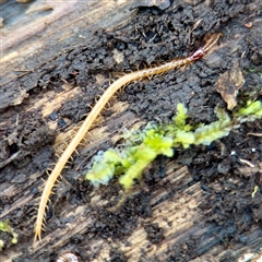 Scolopendromorpha (order) at Mount Dandenong, VIC - 22 Sep 2025 by Hejor1