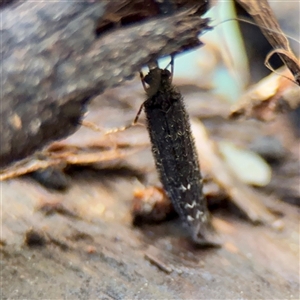 Trichoptera (order) (Unidentified Caddisfly) at Mount Dandenong, VIC - 22 Sep 2025 by Hejor1