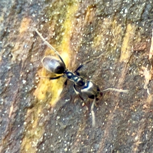 Anonychomyrma sp. (genus) (Black Cocktail Ant) at Mount Dandenong, VIC - 22 Sep 2025 by Hejor1