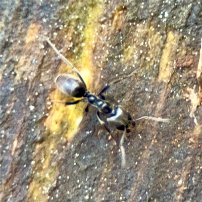Anonychomyrma sp. (genus) (Black Cocktail Ant) at Mount Dandenong, VIC - 22 Sep 2025 by Hejor1