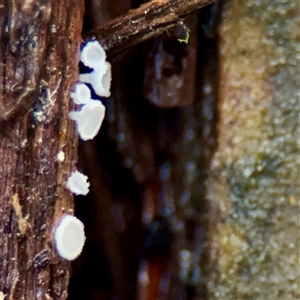 zz – ascomycetes - apothecial at Mount Dandenong, VIC - 22 Sep 2025 by Hejor1