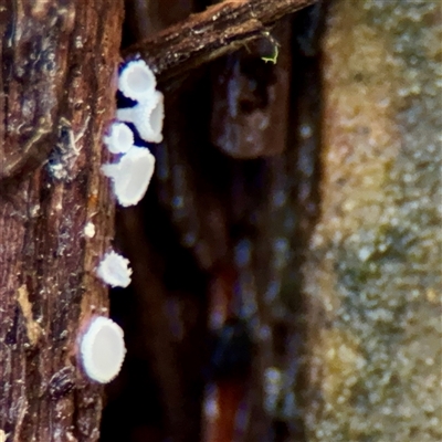zz – ascomycetes - apothecial at Mount Dandenong, VIC - 22 Sep 2025 by Hejor1