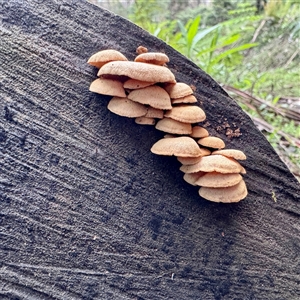 Gymnopilus sp. at Mount Dandenong, VIC - 22 Sep 2025 by Hejor1