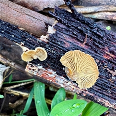 Crepidotus nephrodes at Mount Dandenong, VIC - 22 Sep 2025 by Hejor1