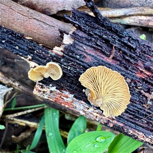 Crepidotus nephrodes at Mount Dandenong, VIC - 22 Sep 2025 by Hejor1