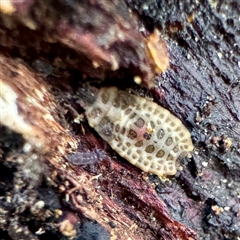 Neuroctenus (genus) (A flat bug) at Mount Dandenong, VIC - 22 Sep 2025 by Hejor1